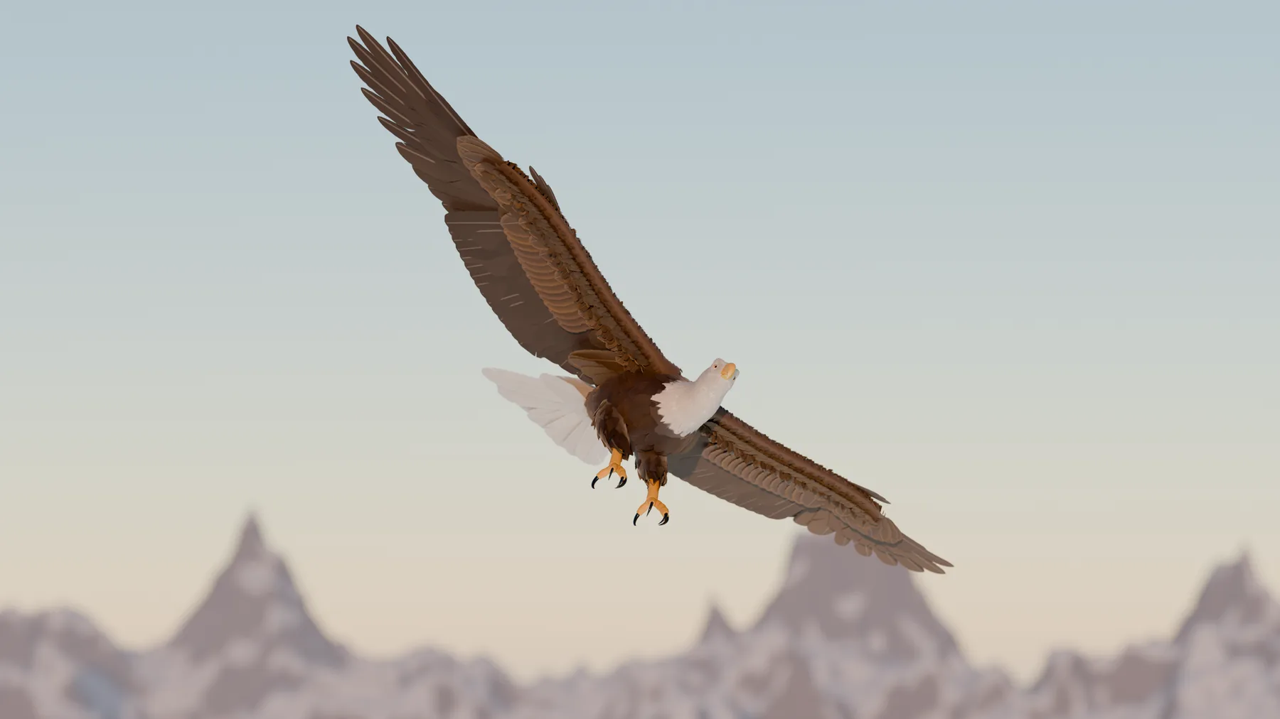 Le même aigle en vol au coucher du soleil, dessous des ailes cuivré et sommets rosés à l'arrière-plan.