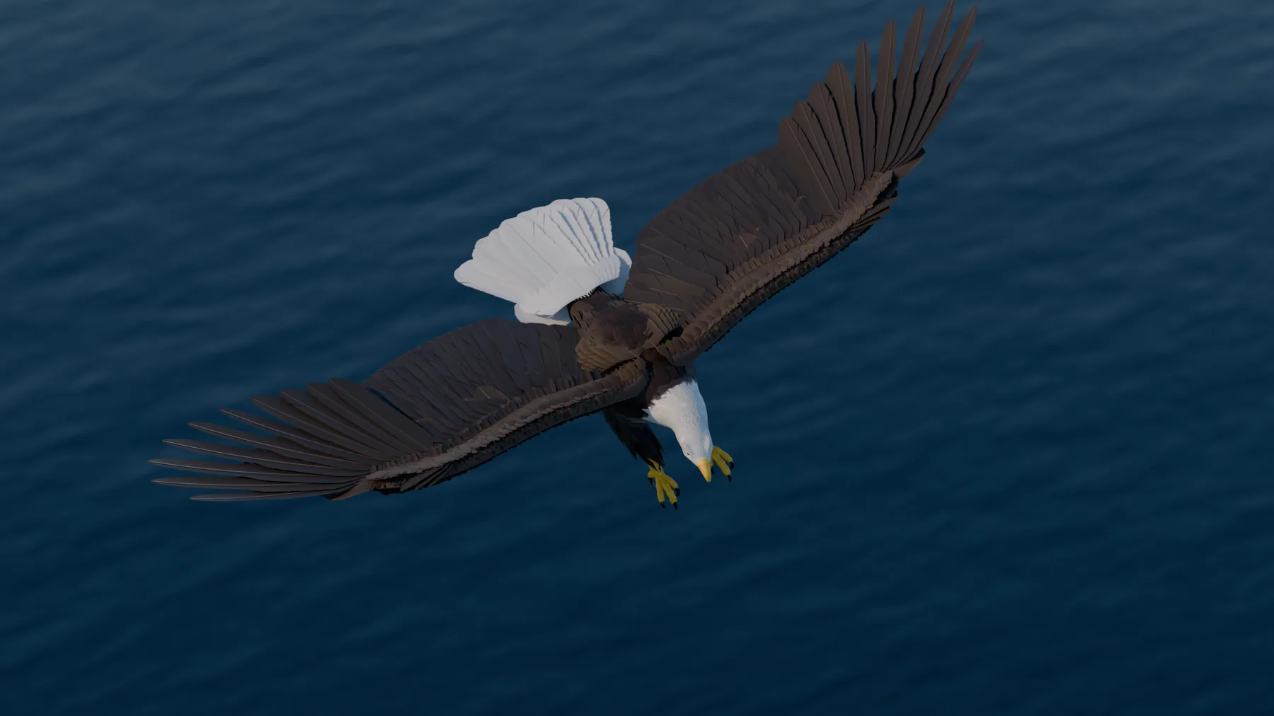 Vue plongeante de l'aigle ailes ouvertes au-dessus d'un lac sombre à vaguelettes, tête et queue blanches bien visibles.